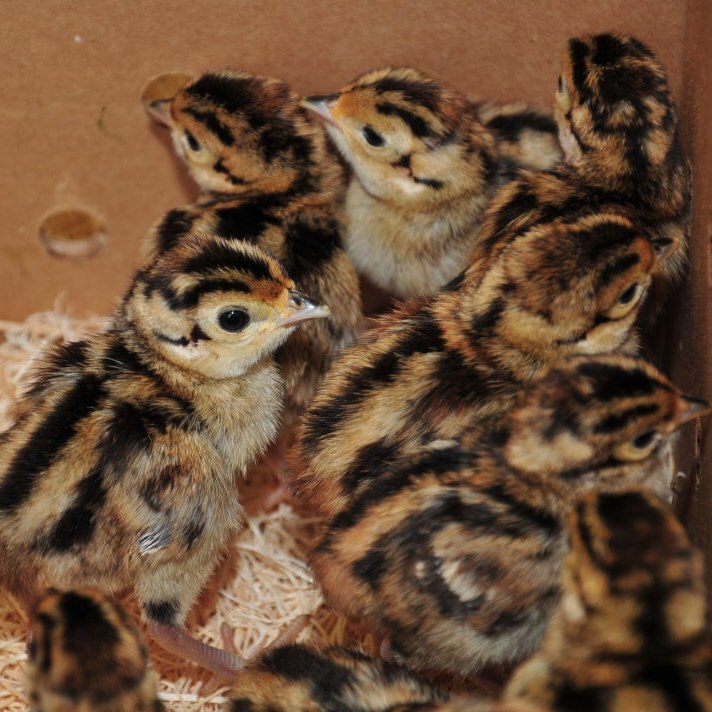 chick pheasant